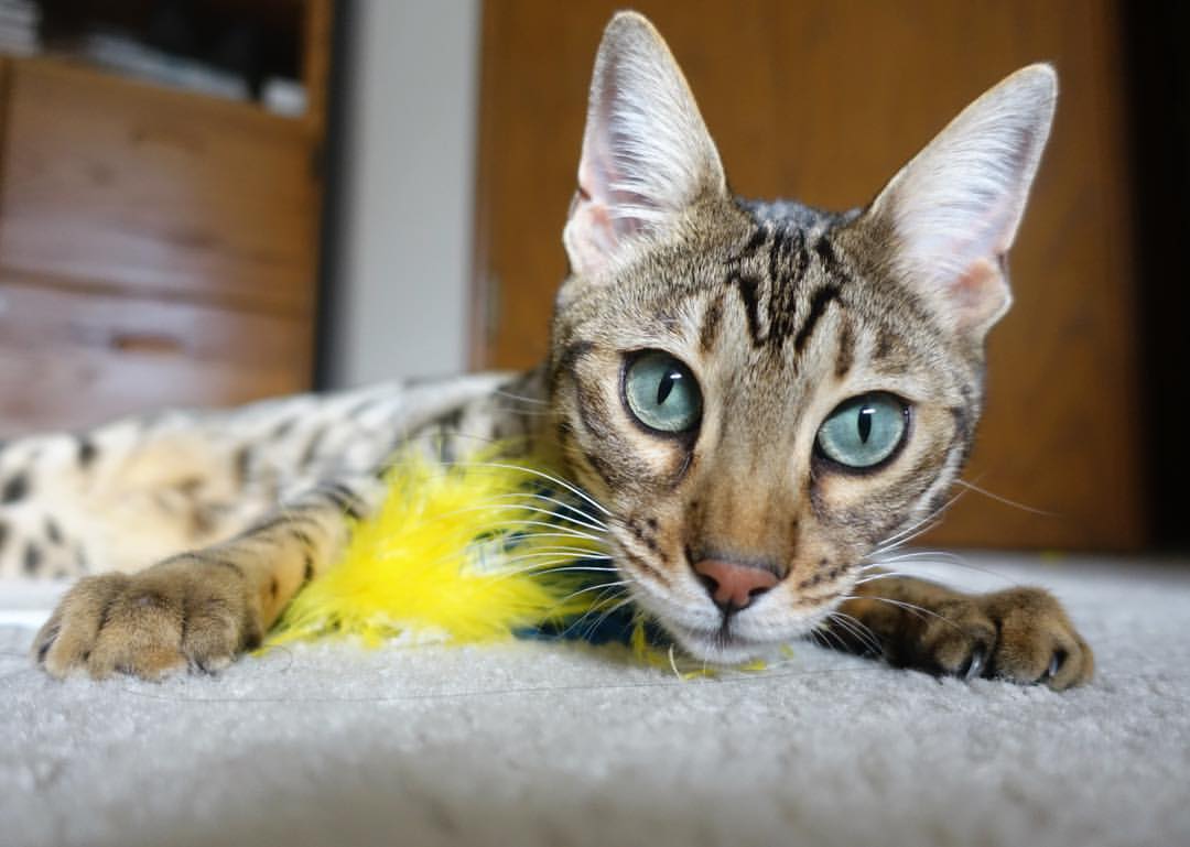 开云体育平台APP-洪都拉斯，那个戈麦斯爆发的夜晚，足球如何让世界重新认识一个国家