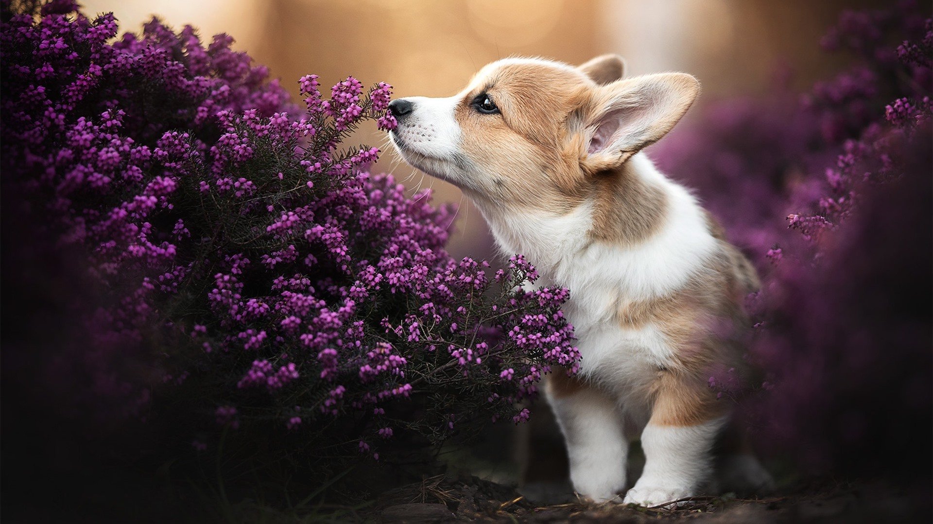 年度焦点之战之夜，欧文关键回合不手软