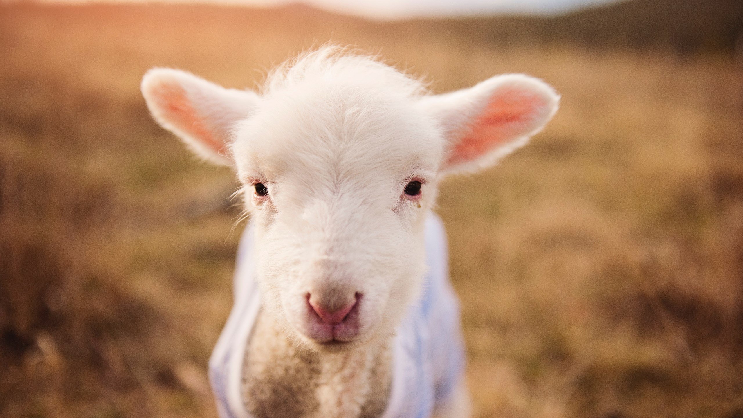 卢卡库爆发点燃欧战烽火，墨西哥友谊赛五球横扫塞维利亚
