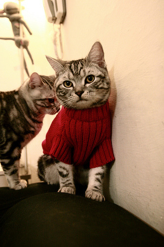 开云下载-山西队对阵广厦队,塔图姆稳定输出不掉线,激战中的胜利之钥