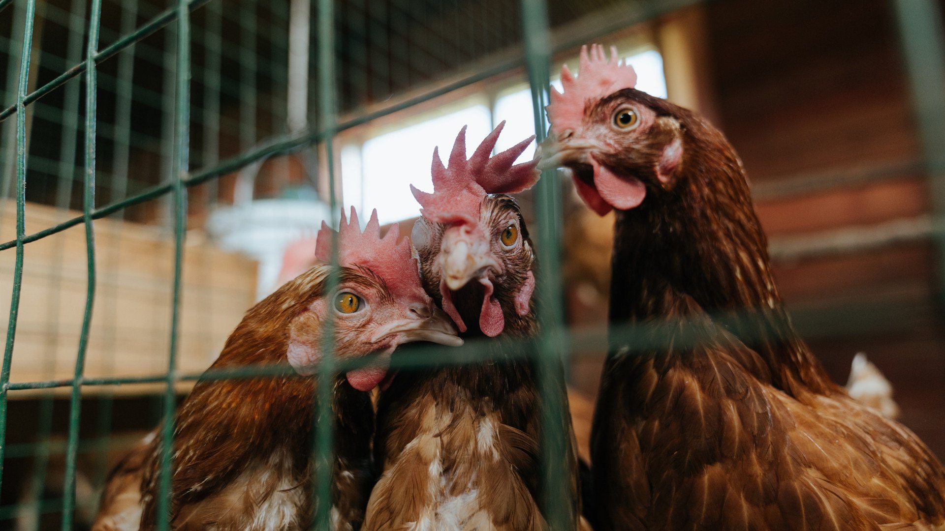 开云体育入口-荣光与救赎，奥运周期关键战之夜，克莱刷新纪录