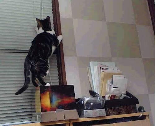 篮球地球村，当NBA总决赛夜，阿尔及利亚掀翻日本的背后