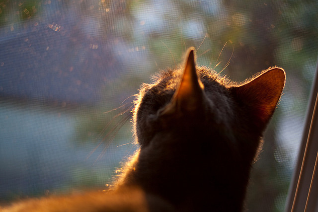 开云平台-两种胜利，从阿尔瓦雷斯的个人英雄主义到日本队精密机械式的团队合作