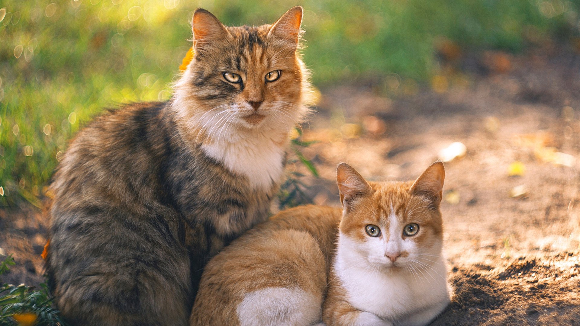 双城记,当亚特兰大的生死战遇见萨内的血脉贲张