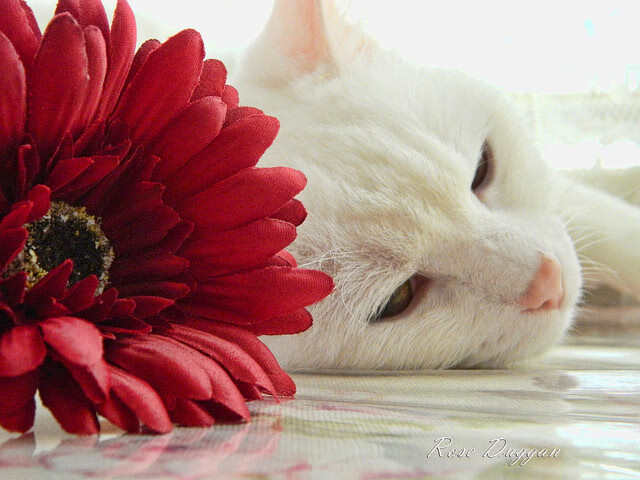 冰岛收割巴拉圭,贝林厄姆的关键先生传奇