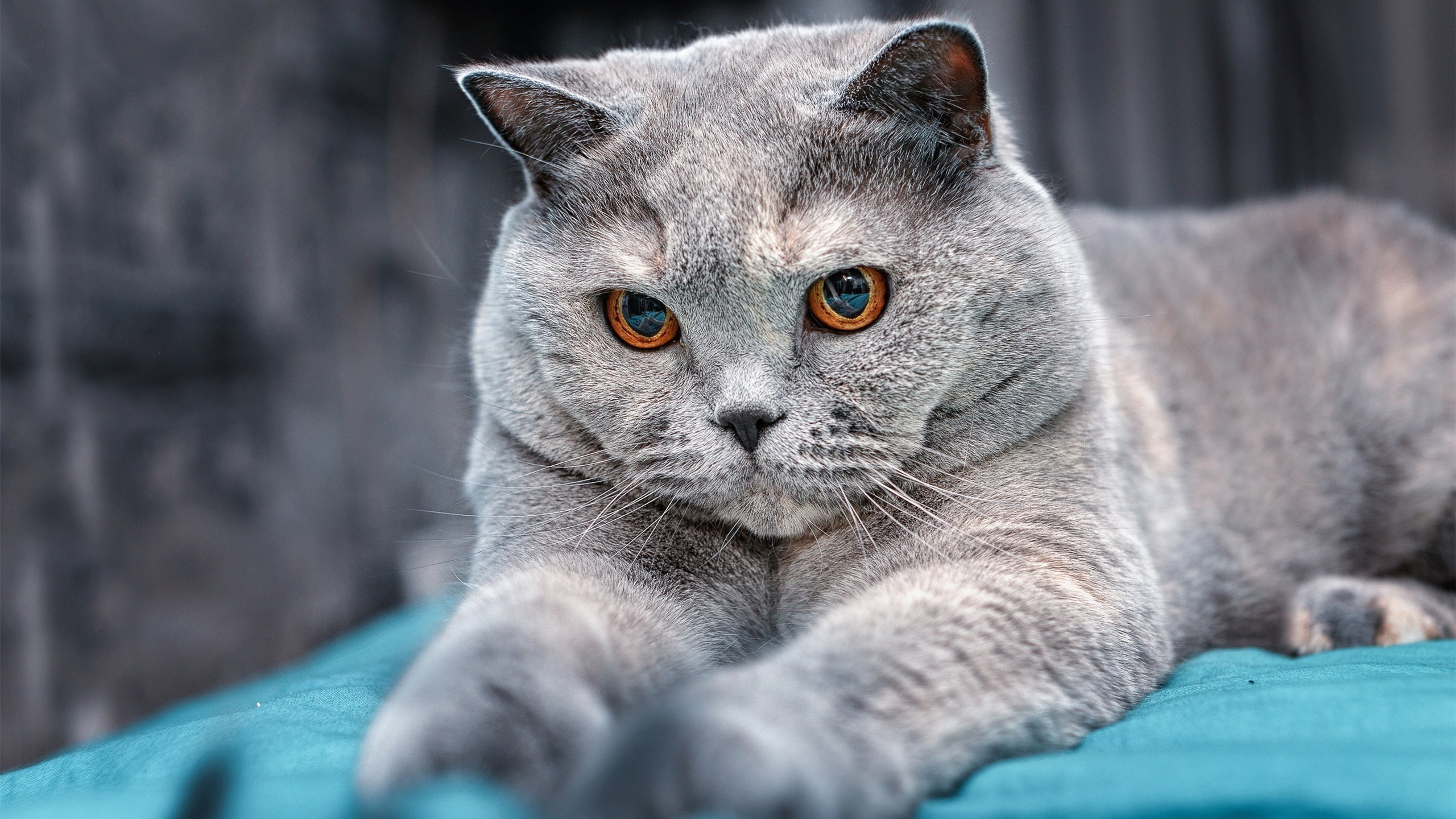 佩德里魔法点亮绿茵,墨西哥与苏格兰激战定乾坤