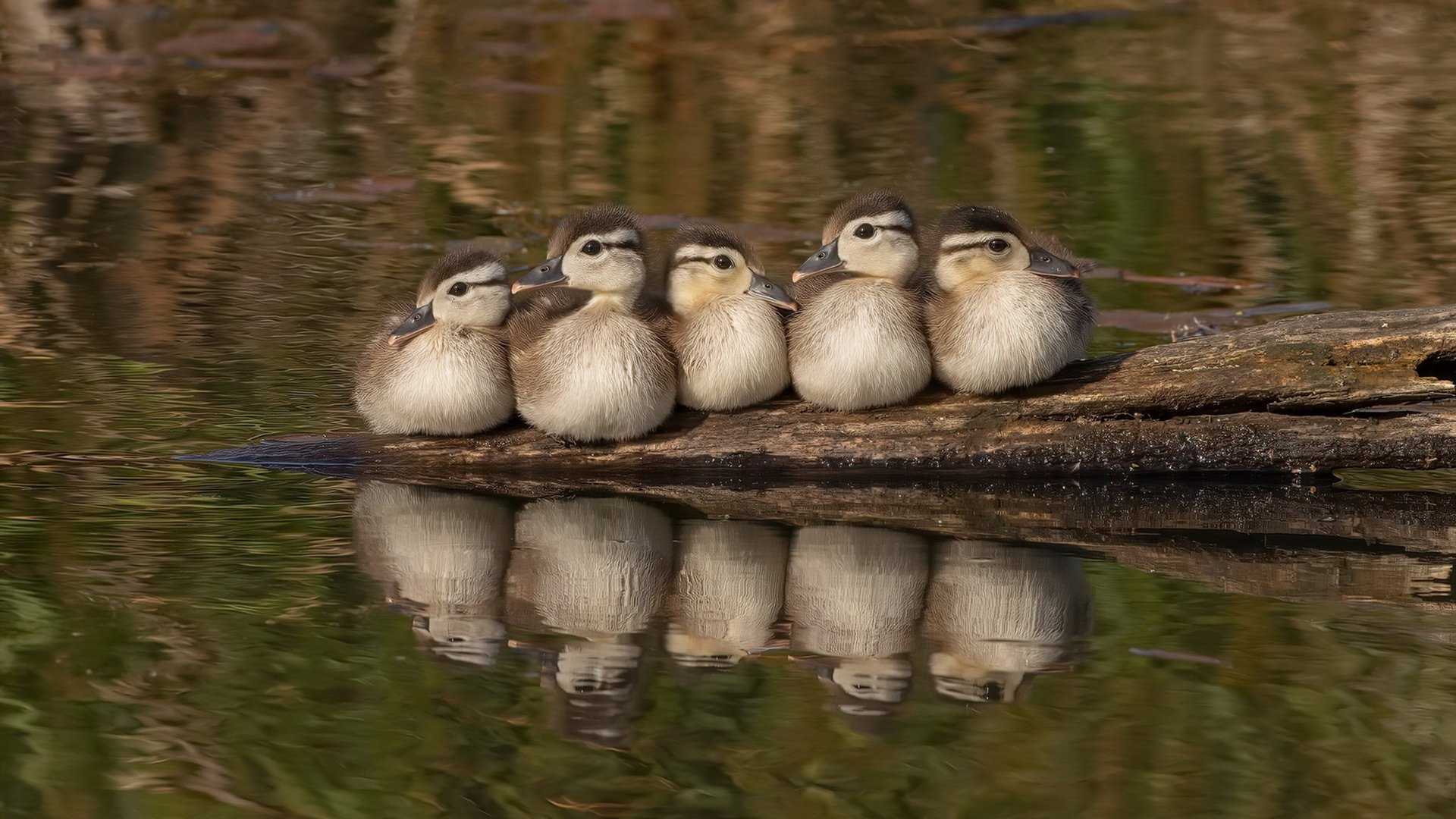 开云体育中国-血脉里的传奇，小贾伦打破尘封纪录的父子传承之夜