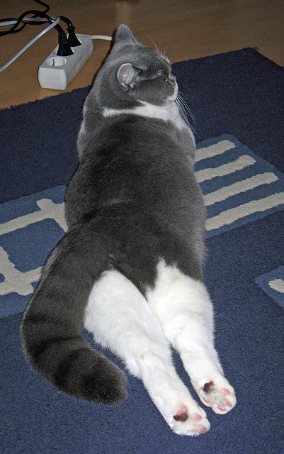 加维利刃出鞘，药厂单节风暴摧垮南美鹰