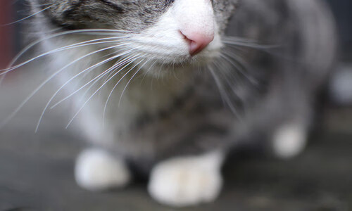 开云体育官方网站-节奏大师霍勒迪，2026世界杯之夜的绝对主宰