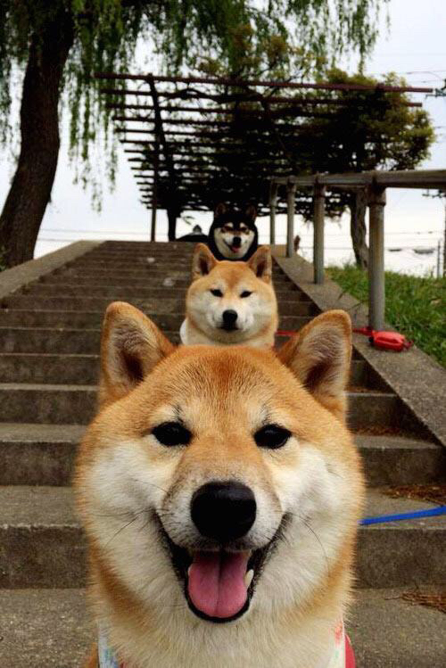 楚阿梅尼，从雷恩到世界的绝对主宰