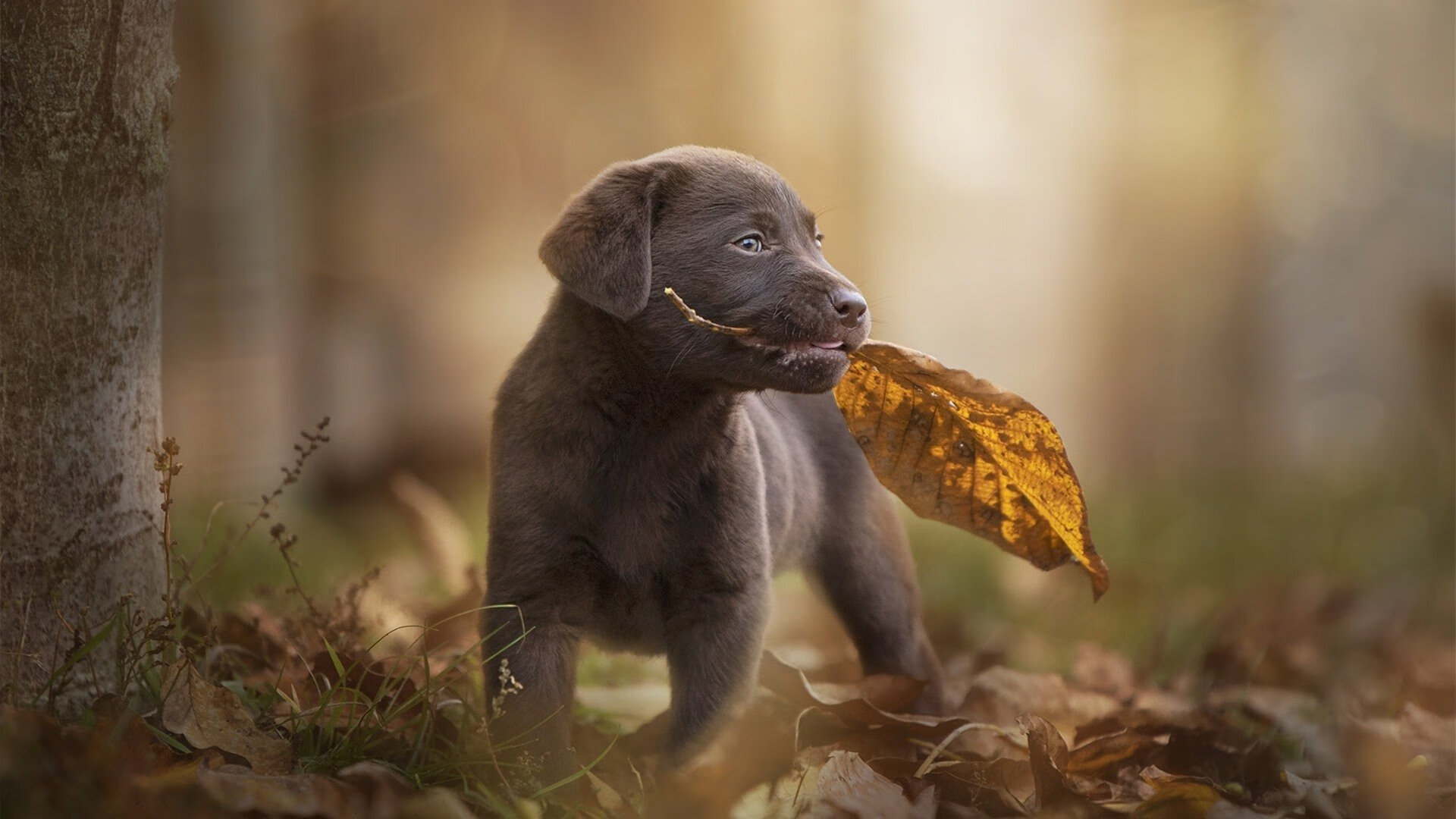 开云体育-破茧，当佩德里在厄瓜多尔黄衫中重生