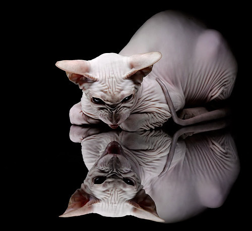 开云体育中国-东方赛场上的约基奇法则，上海队如何以全能进攻碾压广厦？