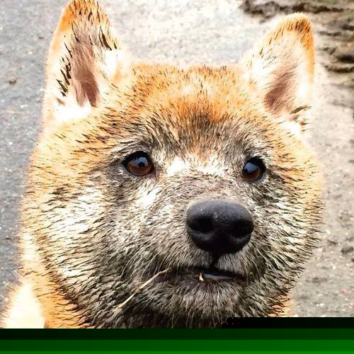 跨越山海,当库里点燃金州,爱德华兹照亮柏林—体育世界里永不熄灭的英雄主义火光