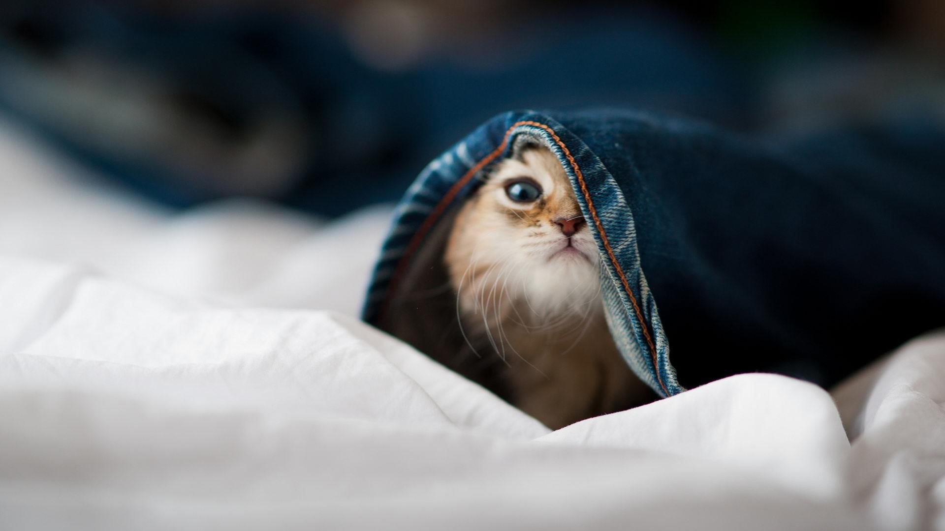 开云体育下载-钢铁之心与飞雪之刃，当费城逆转映照范弗利特的无情审判