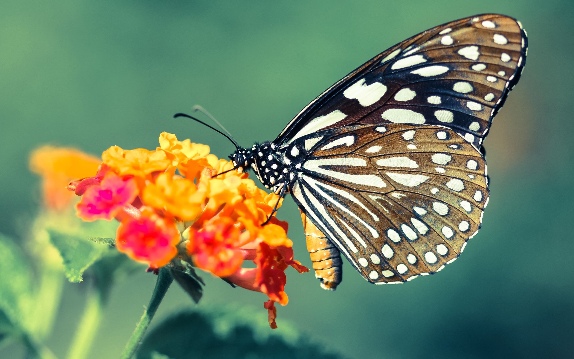 破晓之战,加维如何让墨西哥足球听见自己的心跳