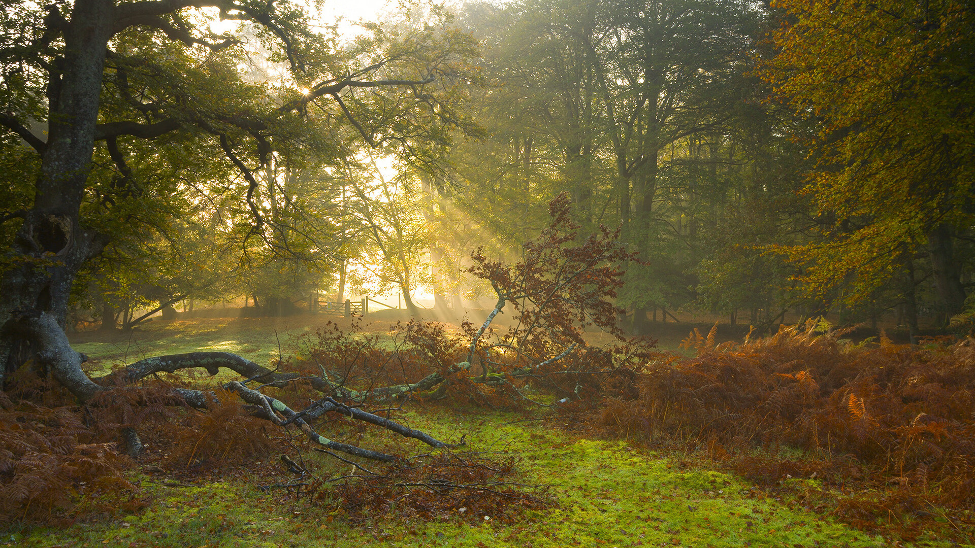 风暴眼武切维奇！他导演出广厦体系，欧亚震撼夜斩落掘金